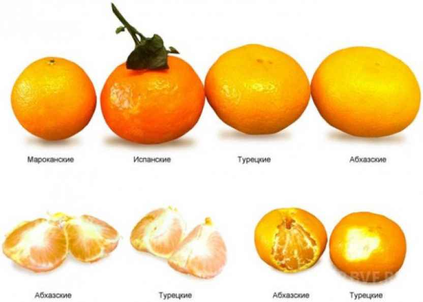 Мандарин разбор. Мандарин сорт Мандора. Цитрус мандарин (плоды желто-оранжевые). Мандарины сорт Добеши.