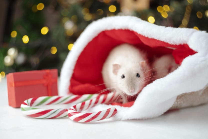Фото: Shutterstock
