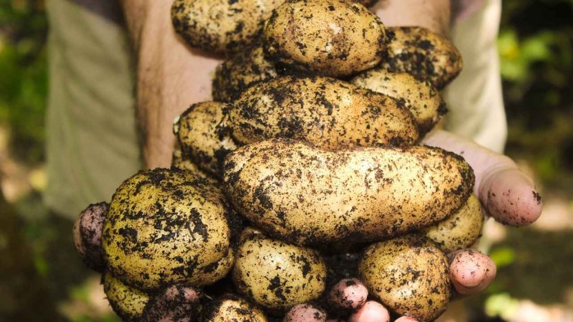 Китайский способ посадки картофеля
