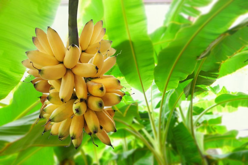 5 чудодейственных свойств обычного банана