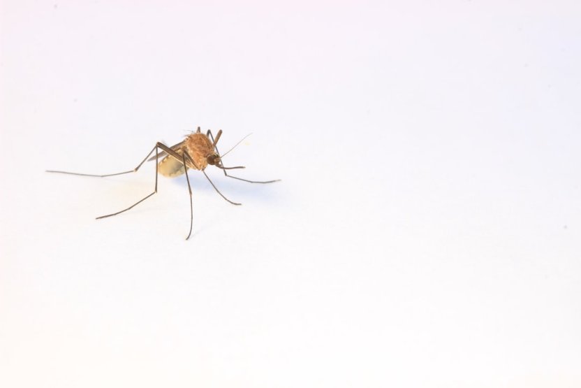 Как комары выбирают жертв