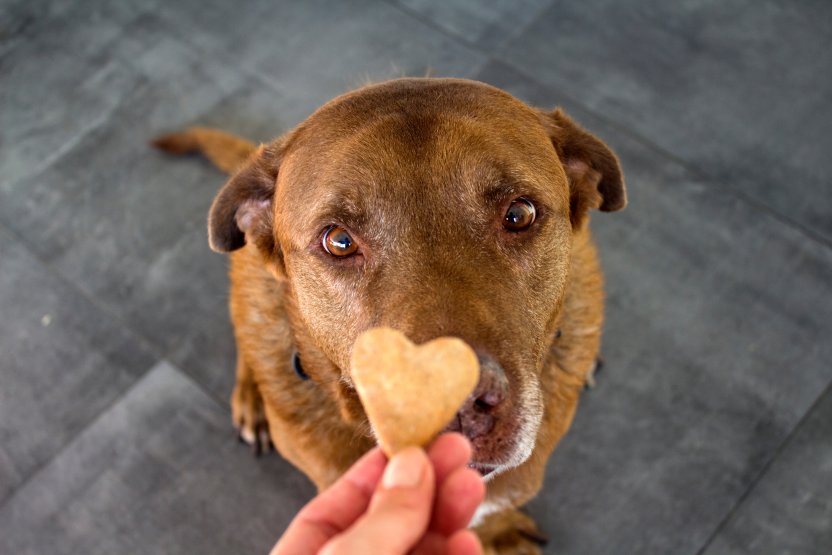 Фото: Maya Shustov/Shutterstock.com 