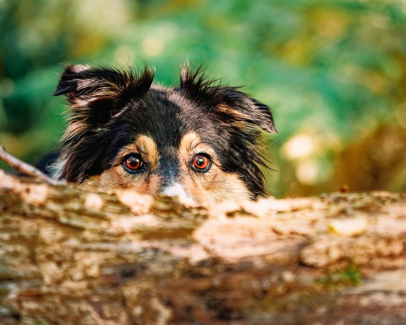 shutterstock.com/perret