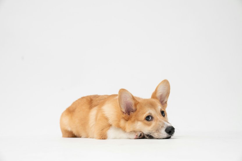 unsplash.com/fatty corgi