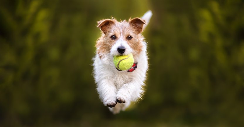Фото: Reddogs / Shutterstock