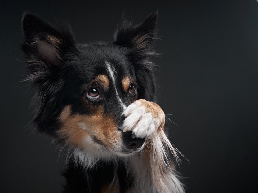 Фото: Anna Averianova /  Shutterstock