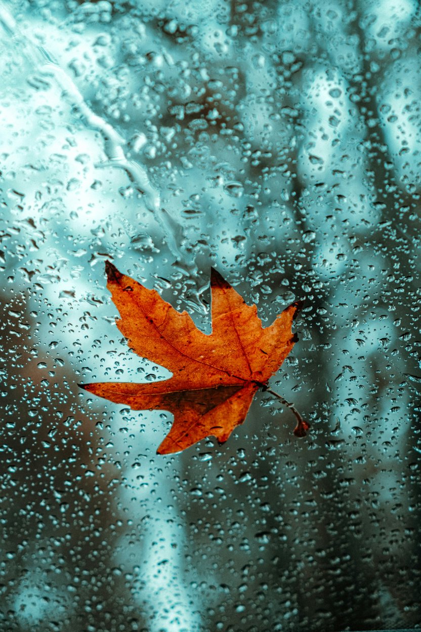 Фото: Sajad Nori / unsplash