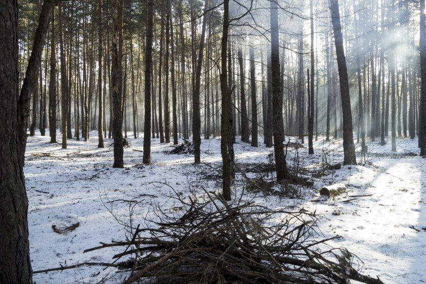 Фото: Nadiia Kalameiets / Shutterstock