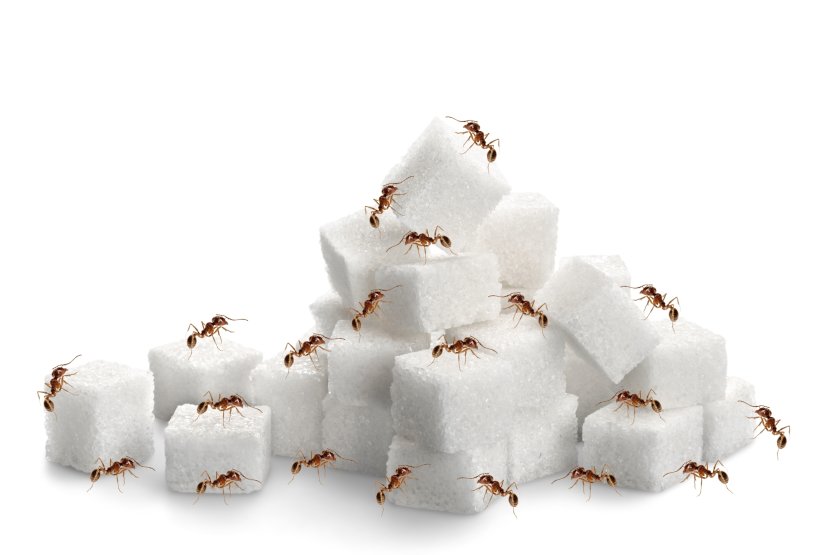Фото: Kittiphan Dusdeeworaruk / Shutterstock