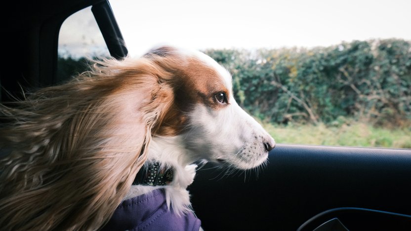 Фото: Jaz Blakeston-Petch / unsplash