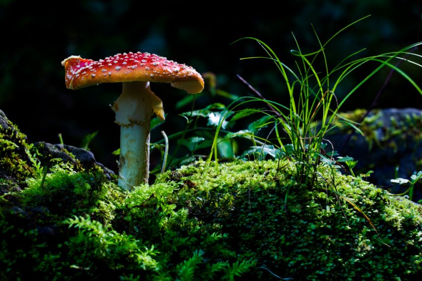 Фото: Mircea Costina / Shutterstock