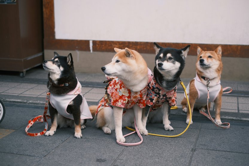 Фото: YUNAN WANG / unsplash