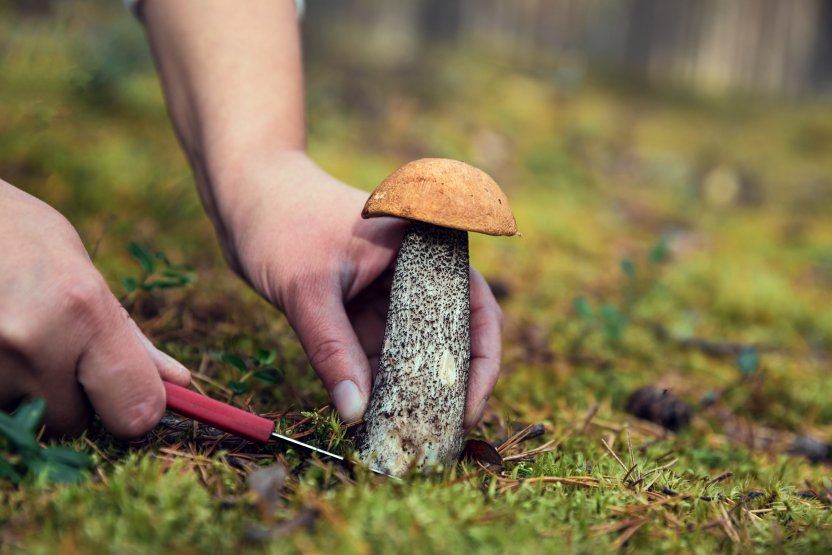 Фото: Alas_spb / Shutterstock