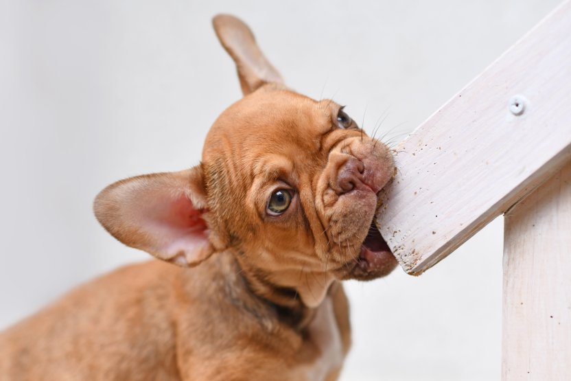 Фото: Firn / Shutterstock