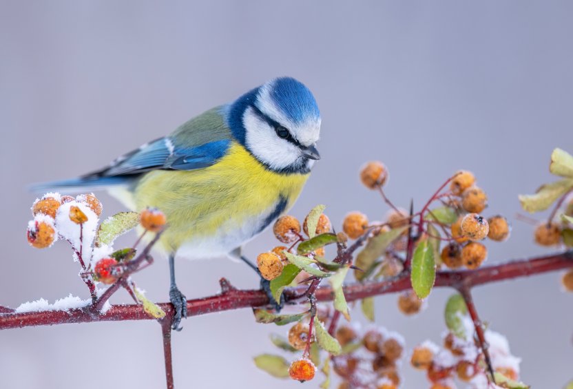 Фото: Piotr Krzeslak / Shutterstock
