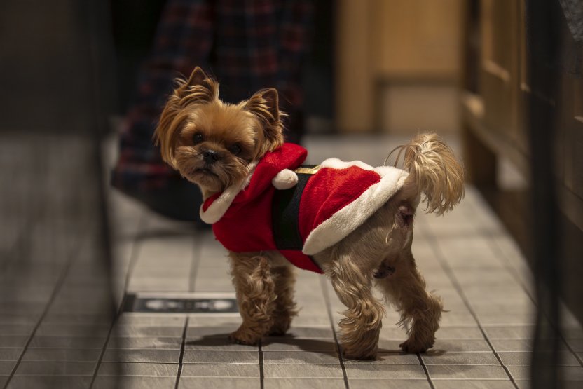 Фото: KajaHiis / Shutterstock