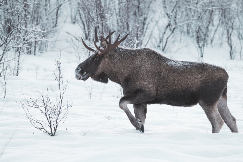 Фото: Dimitri Tymchenko / Shutterstock