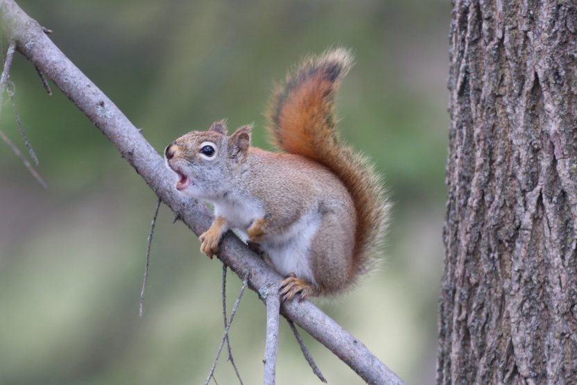 Фото: Joe Rustige / Shutterstock