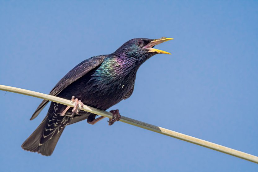 Фото: Nick Pecker / Shutterstock