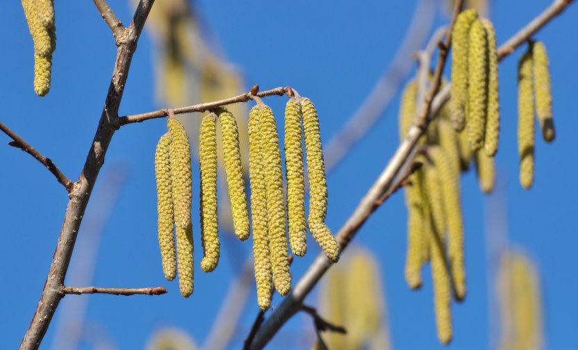 Фото: Orest lyzhechka / Shutterstock