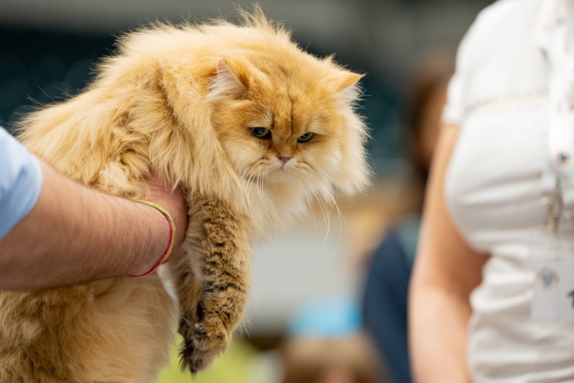 Фото: RobertArt / Shutterstock