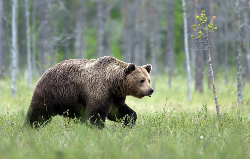 Фото: Piotr Krzeslak / Shutterstock